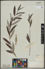 Foto von Salix alba L.